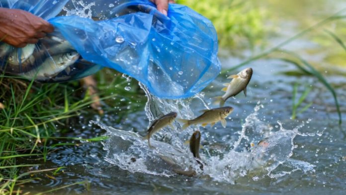 Sekolah Sungai Cimanuk Tebar 200 Kilogram Benih Ikan untuk Pulihkan Ekosistem Sungai Cikokok
